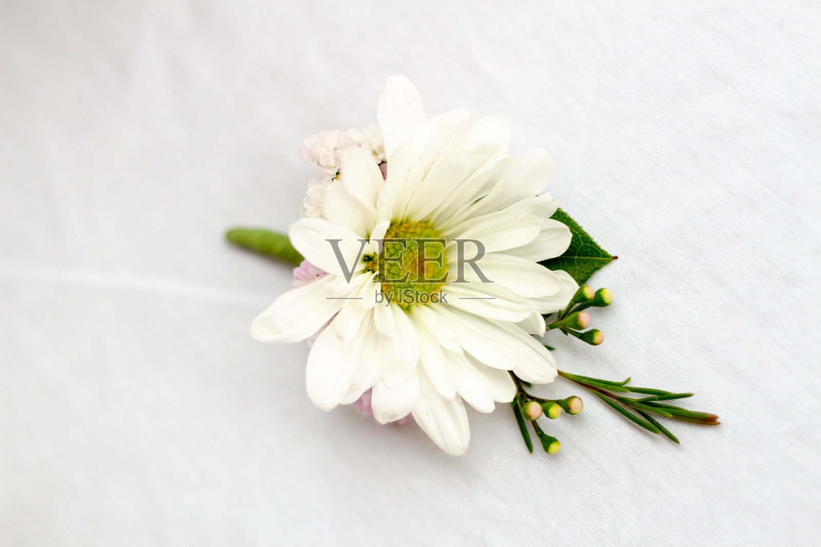 白色的雏菊小花照片摄影图片