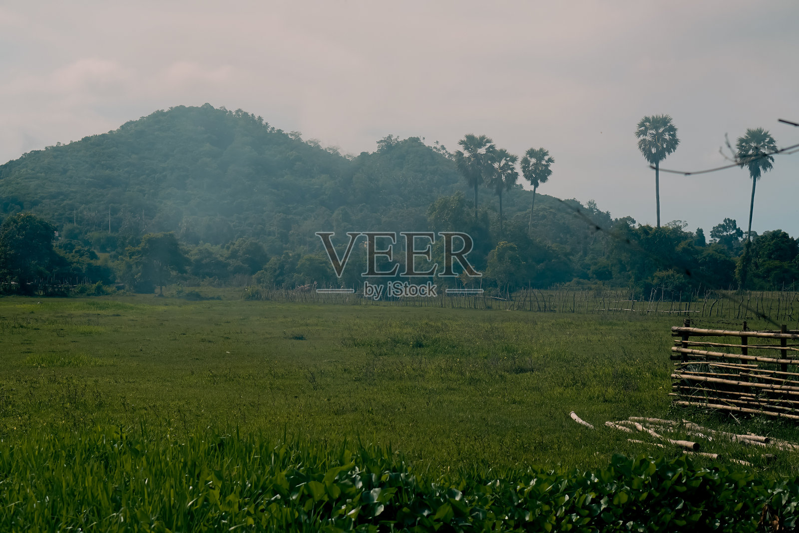 绿色的草地在泰国的美丽景色照片摄影图片