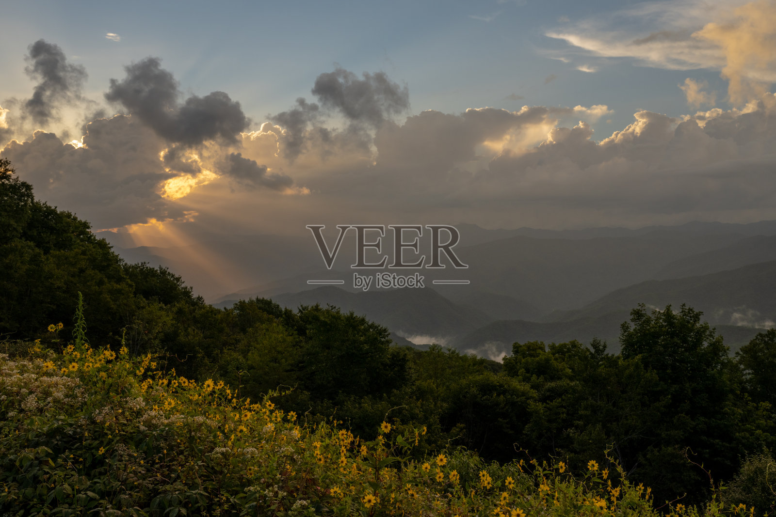 缕缕云彩聚集在向日葵田下的山谷里照片摄影图片