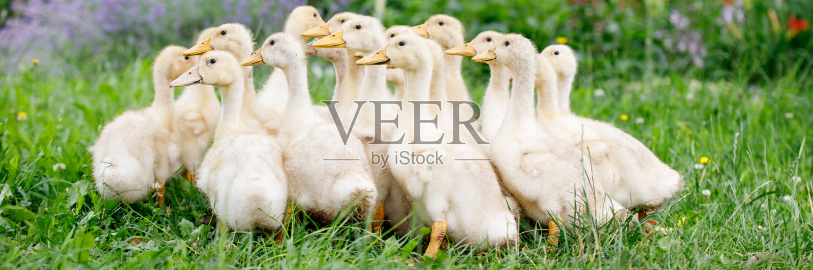 黄色的小鸭子在草地上照片摄影图片