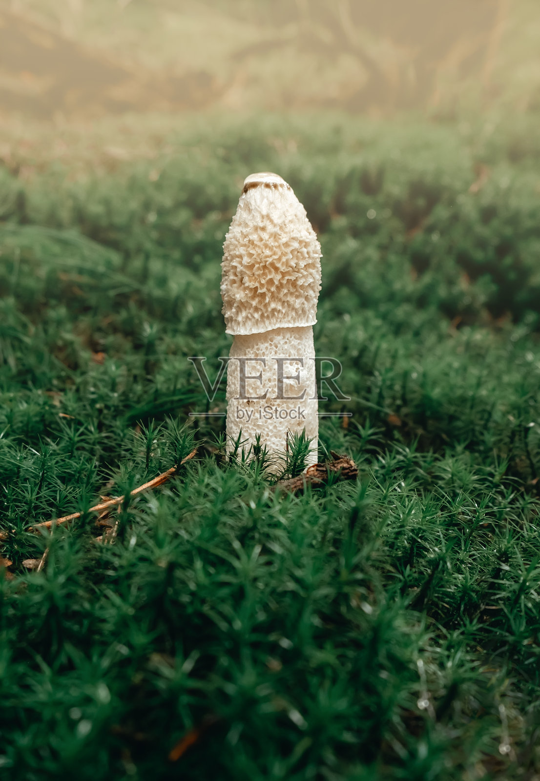 常见臭角菌，阳具照片摄影图片