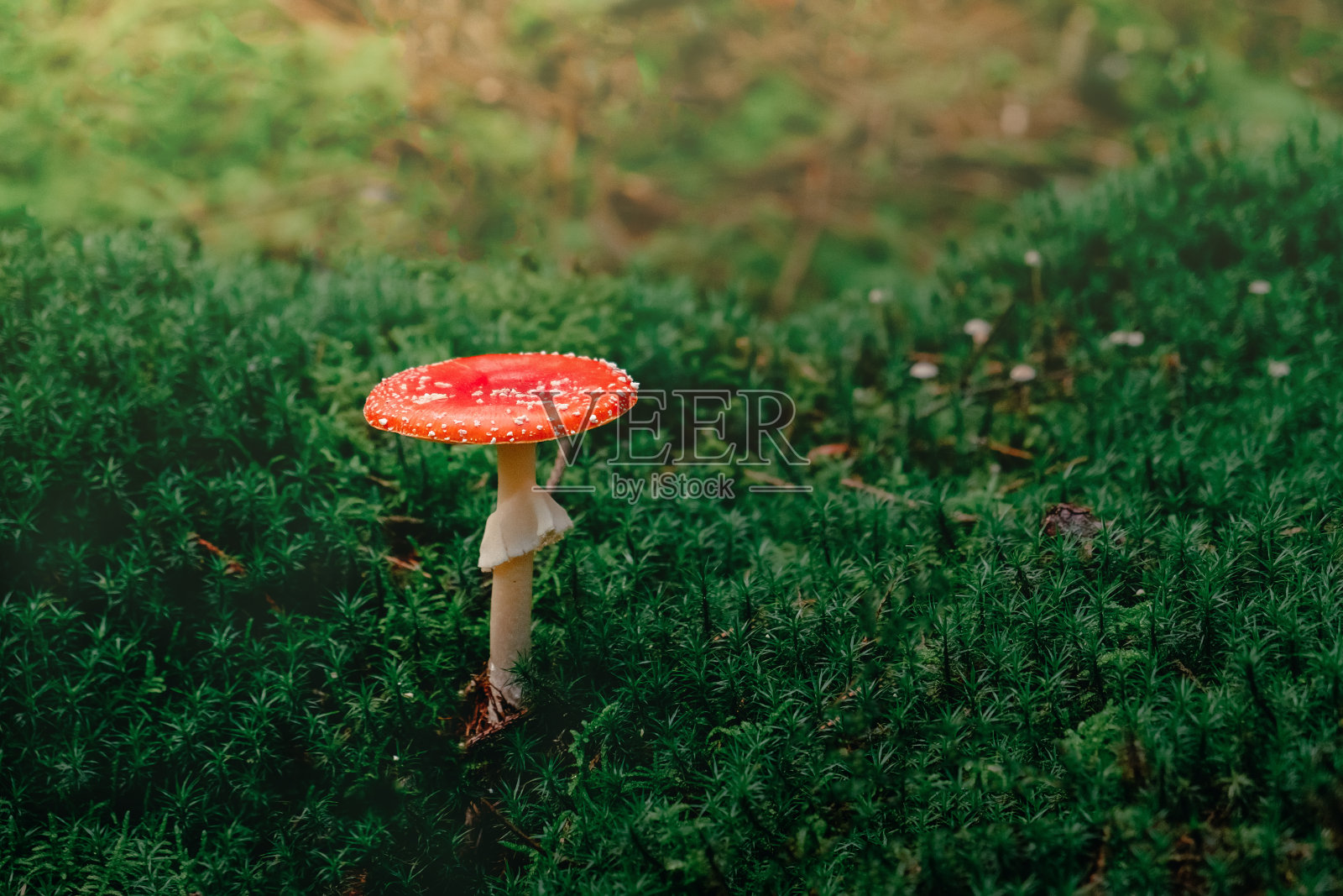 红色蘑菇照片摄影图片