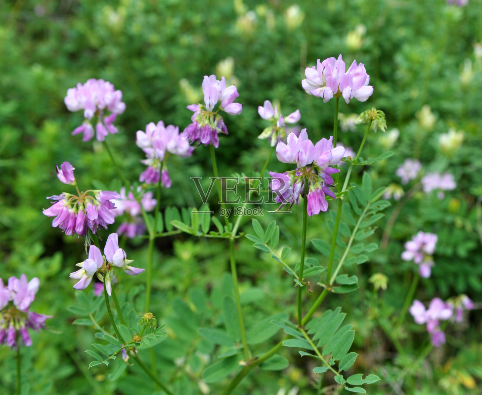 在自然界中，Securigera varia生长在草本植物中照片摄影图片