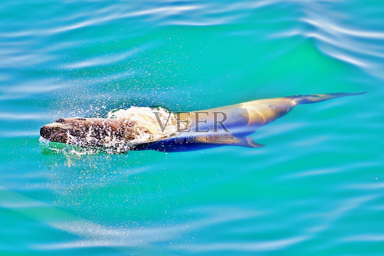 海豹在水里游泳照片摄影图片