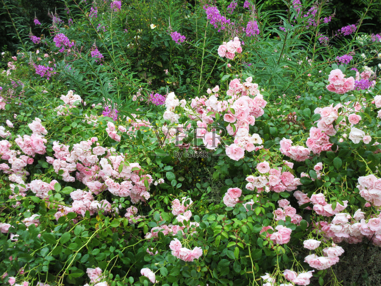 2022年7月初，位于伊丽莎白女王公园玫瑰园的皇家博尼卡米德兰玫瑰草地照片摄影图片