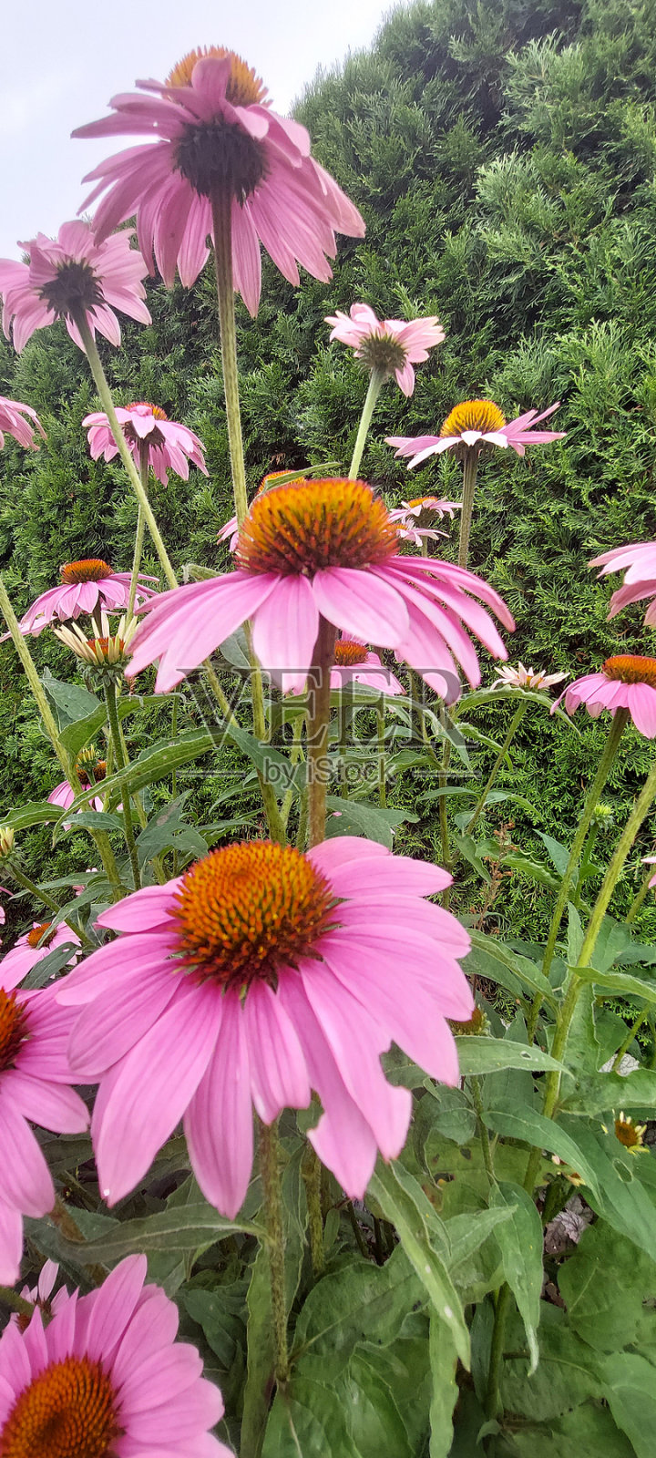 紫锥菊粉照片摄影图片