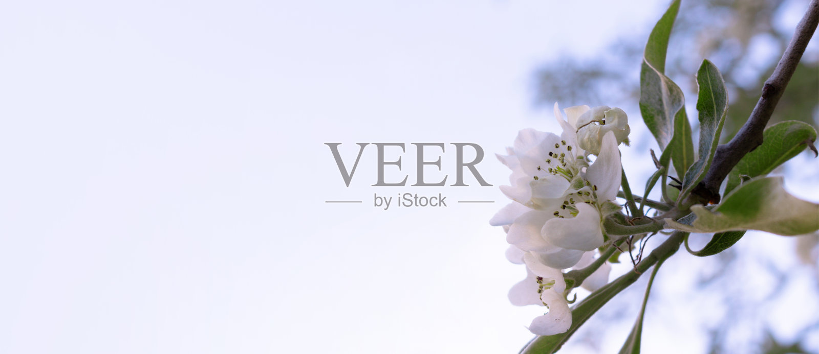 蓝色的天空下，开着花的梨树的枝头挂着绿色的叶子。照片摄影图片