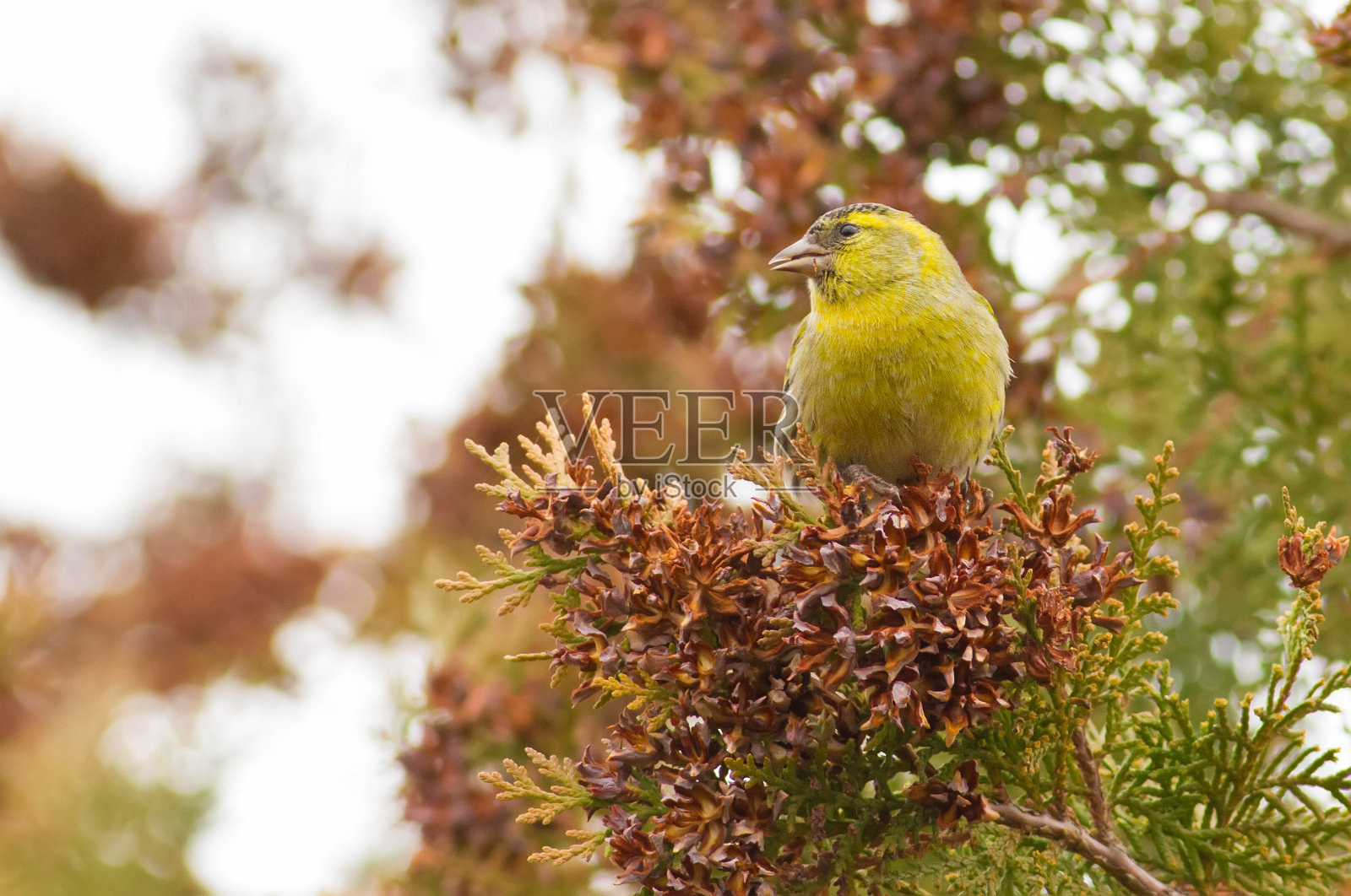 欧亚黄雀，棘棘。寒冷的秋天的早晨。一只鸟坐在杜鹃的树枝上吃种子照片摄影图片