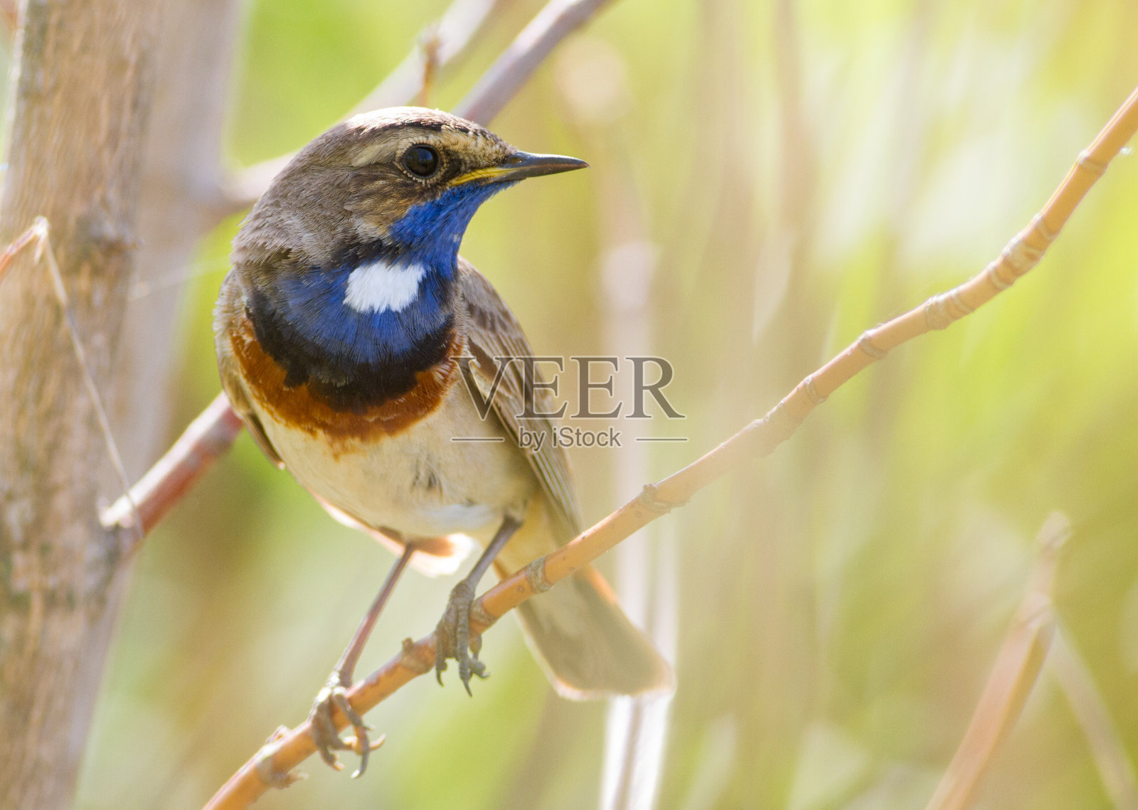 蓝喉草，蓝喉草，蓝喉草。雄鸟坐在树枝上照片摄影图片