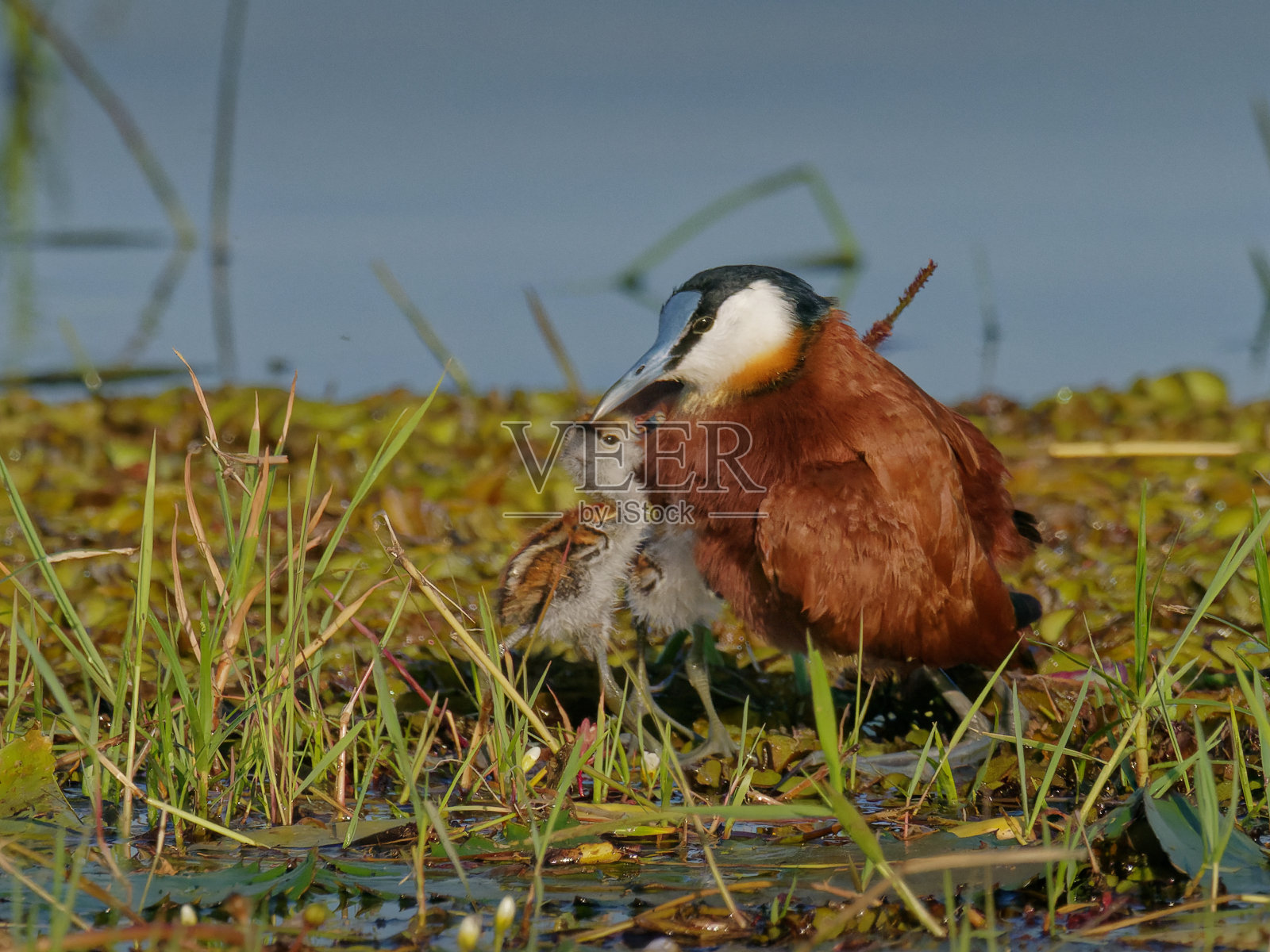 在百合花上的非洲Jacana科照片摄影图片