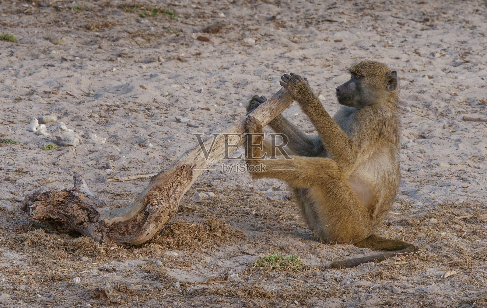 丘比河的狒狒照片摄影图片