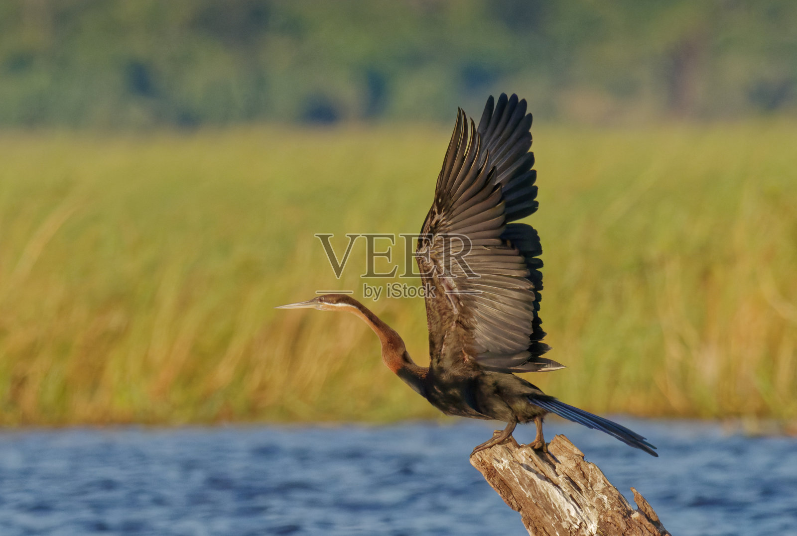 非洲飞镖起飞了照片摄影图片