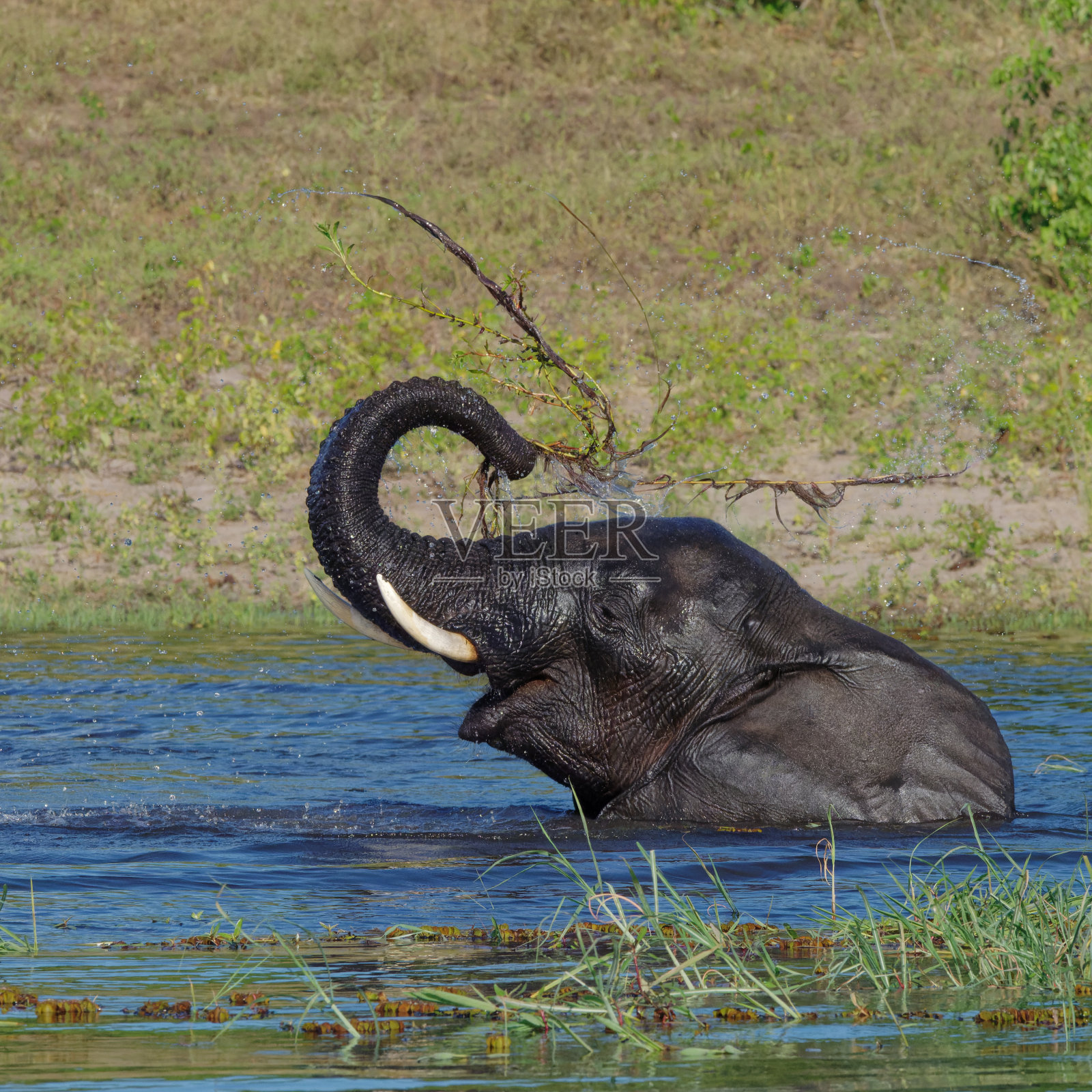 丘比河的大象照片摄影图片