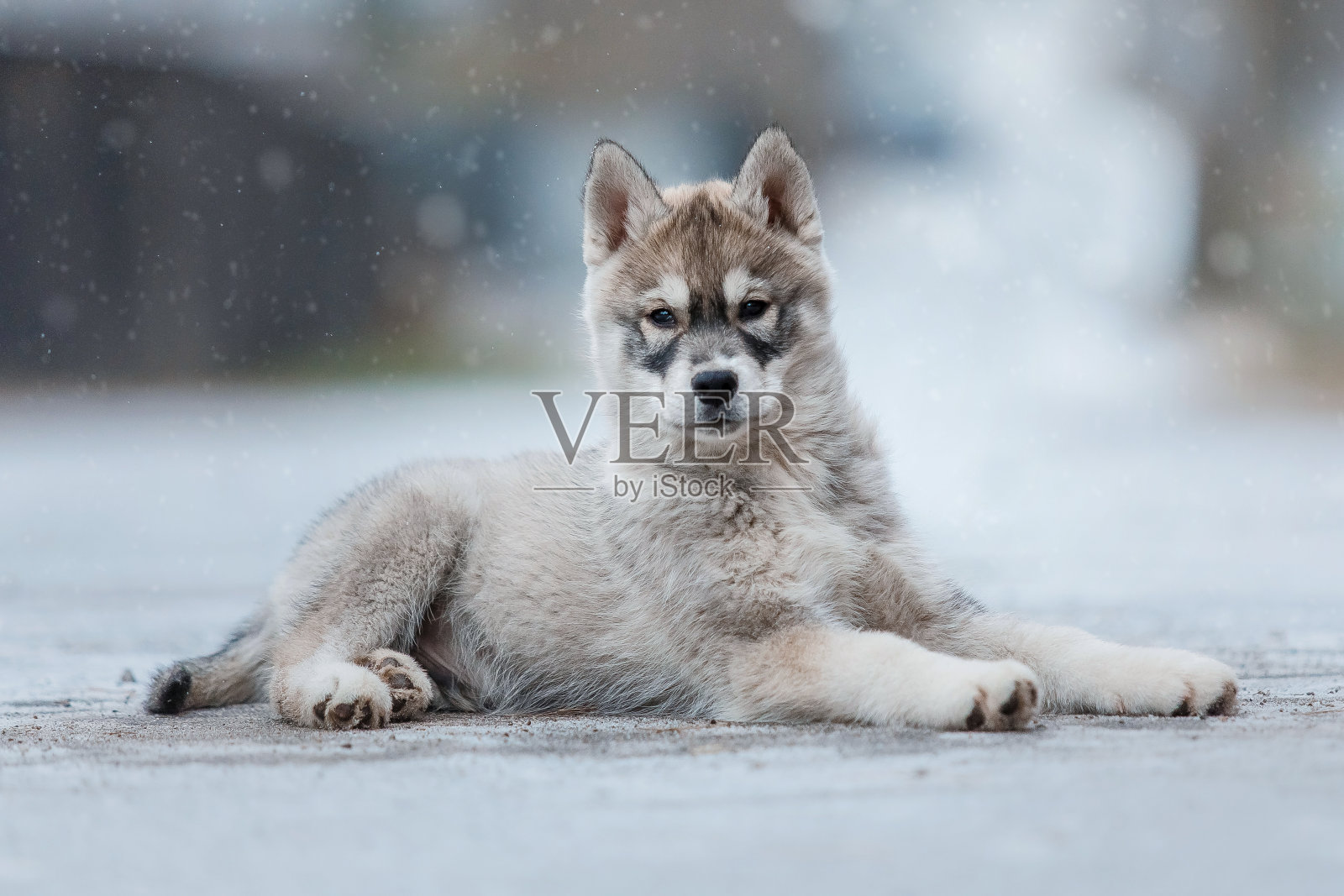 冬天的西伯利亚哈士奇小狗。冬天的狗。降雪照片摄影图片