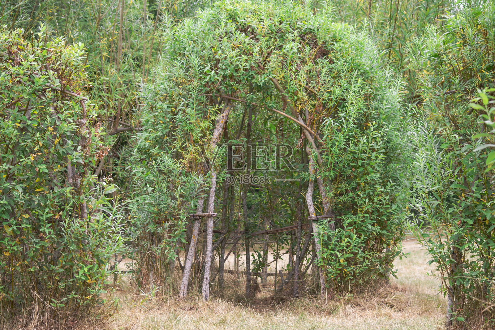 夏天在森林里用树枝搭的小屋照片摄影图片