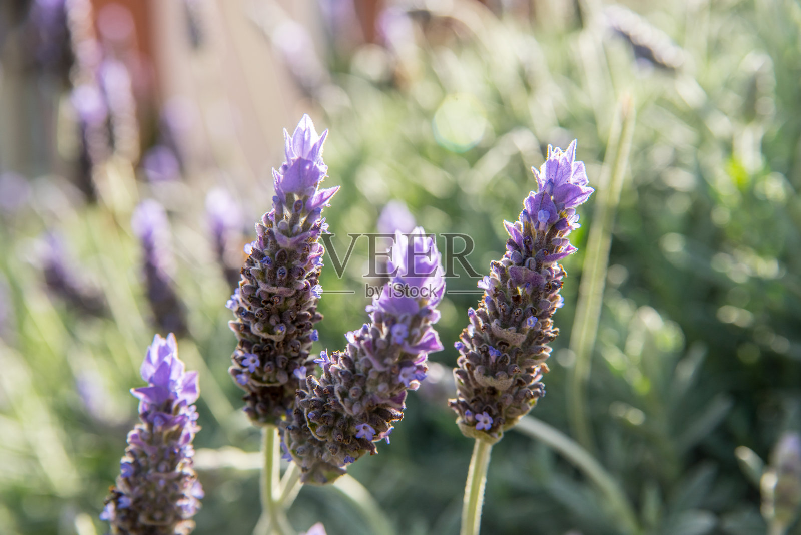 薰衣草和黄油照片摄影图片