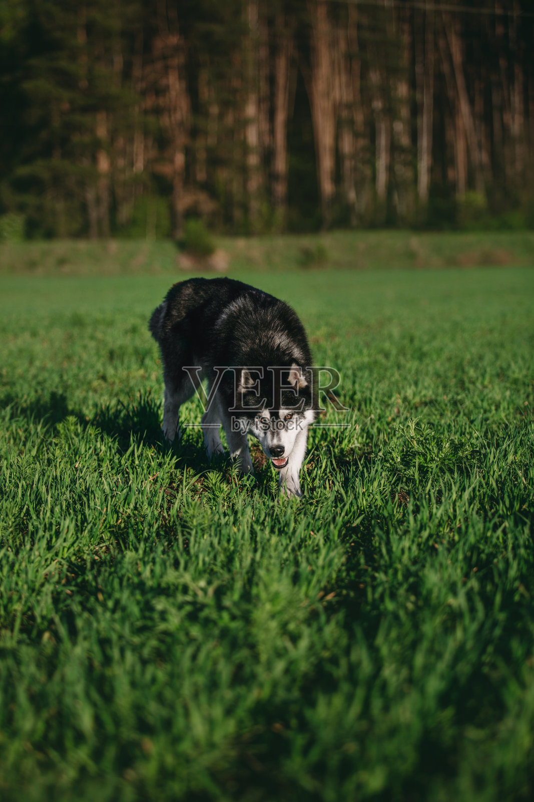 草地上的西伯利亚哈士奇照片摄影图片