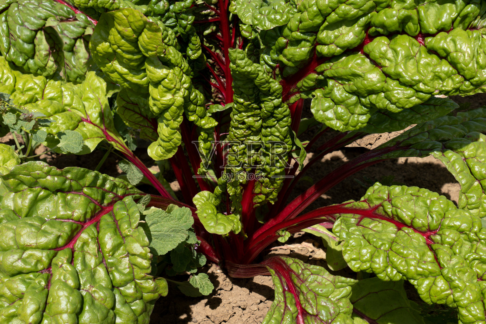 瑞士甜菜植物与红色茎特写照片摄影图片