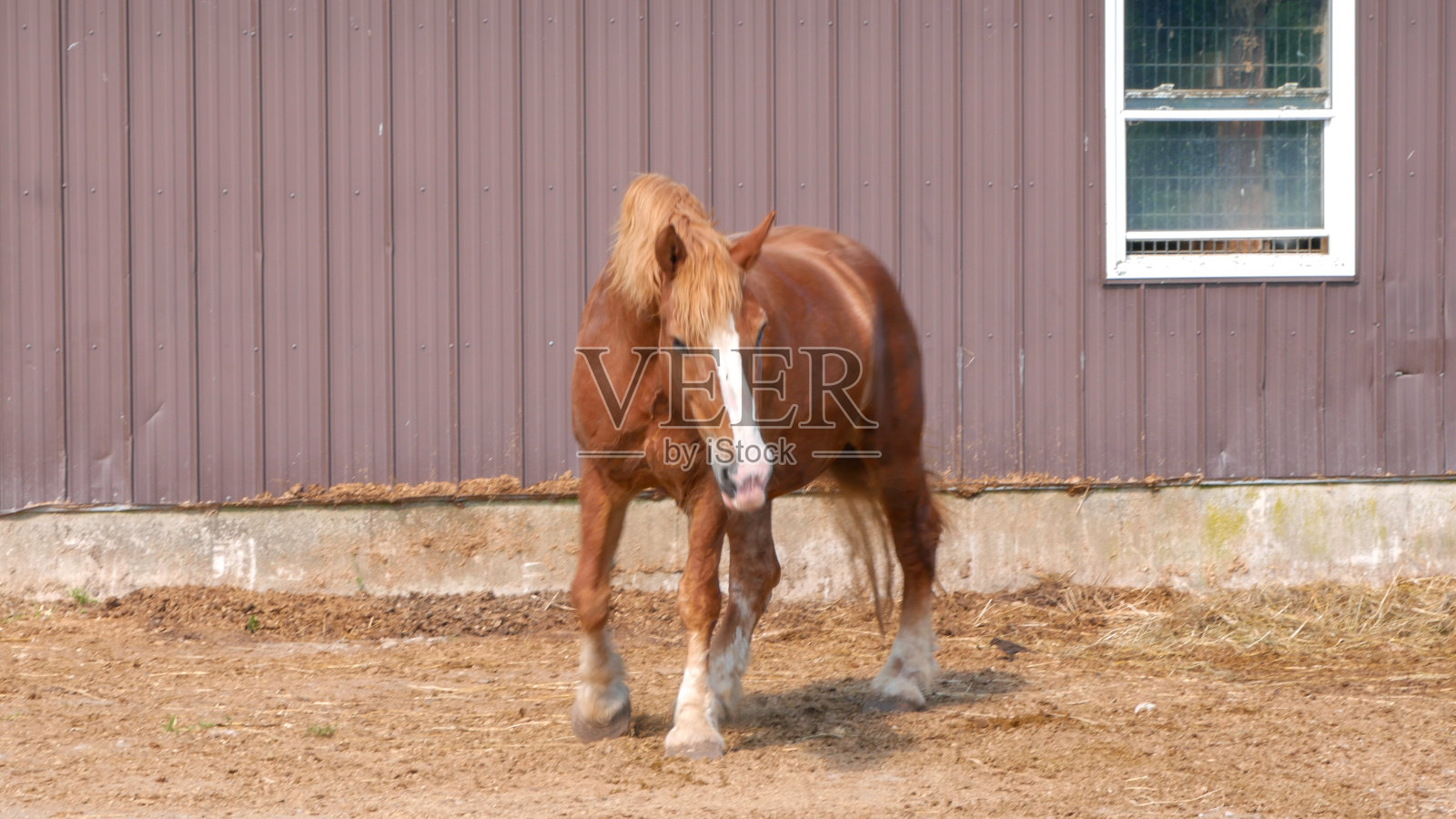 马走照片摄影图片