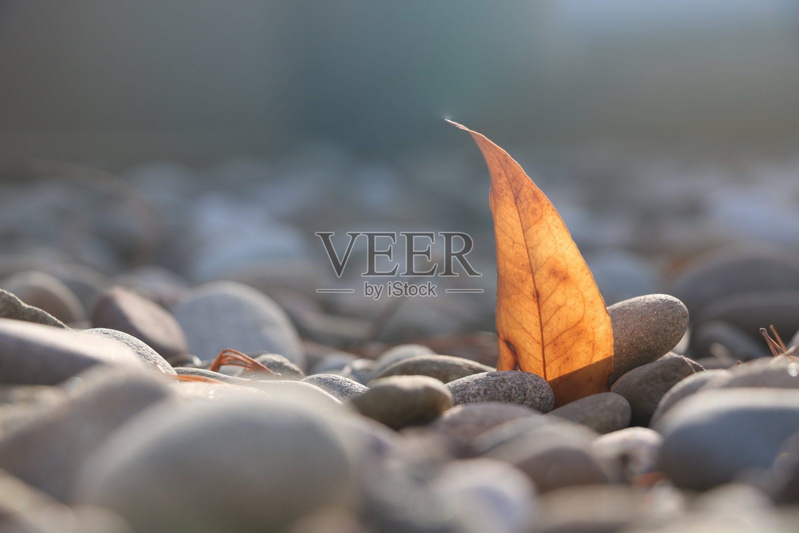 秋天叶子照片摄影图片