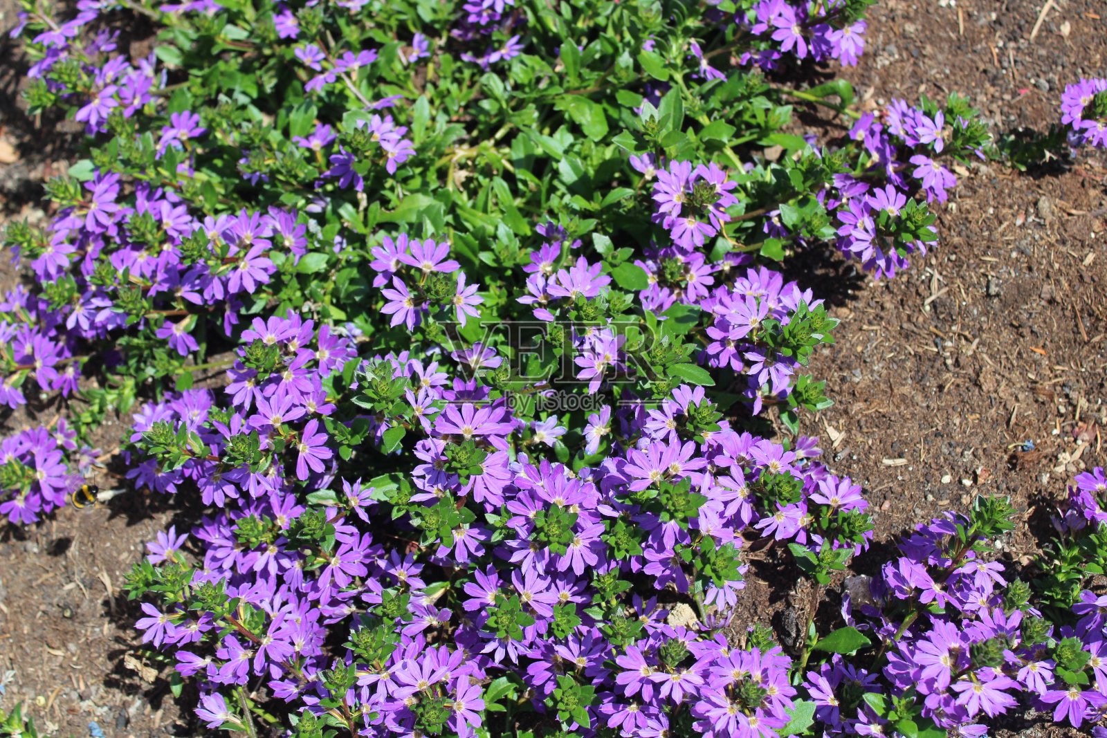 常见的粉丝花照片摄影图片