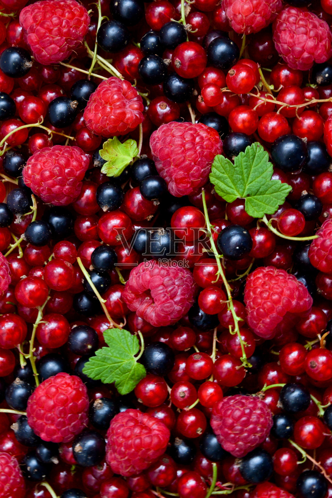 浆果有机背景。树莓，红醋栗和黑醋栗，有机新鲜，来自乡村花园。生态有机浆果甜点，冰沙或果酱。照片摄影图片