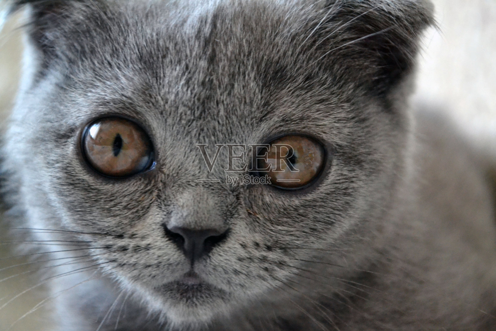 小猫的肖像。苏格兰折耳猫的猫照片摄影图片