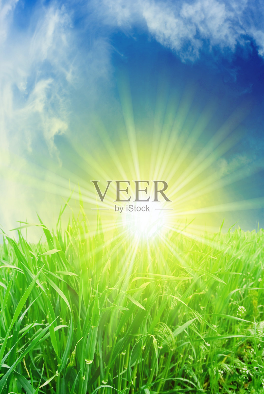 阳光下的绿草照片摄影图片