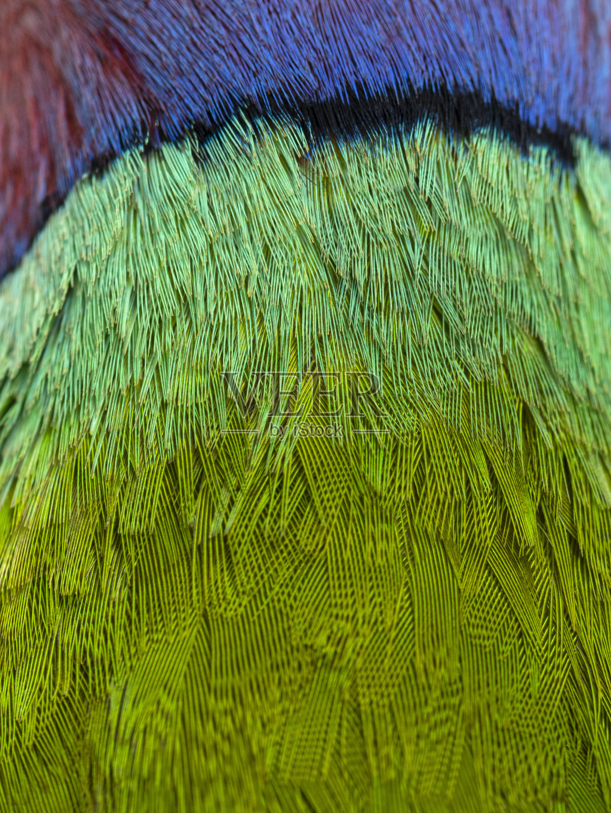 宏观，特写的羽毛的一个雄性梅花头鹦鹉-鹦鹉照片摄影图片