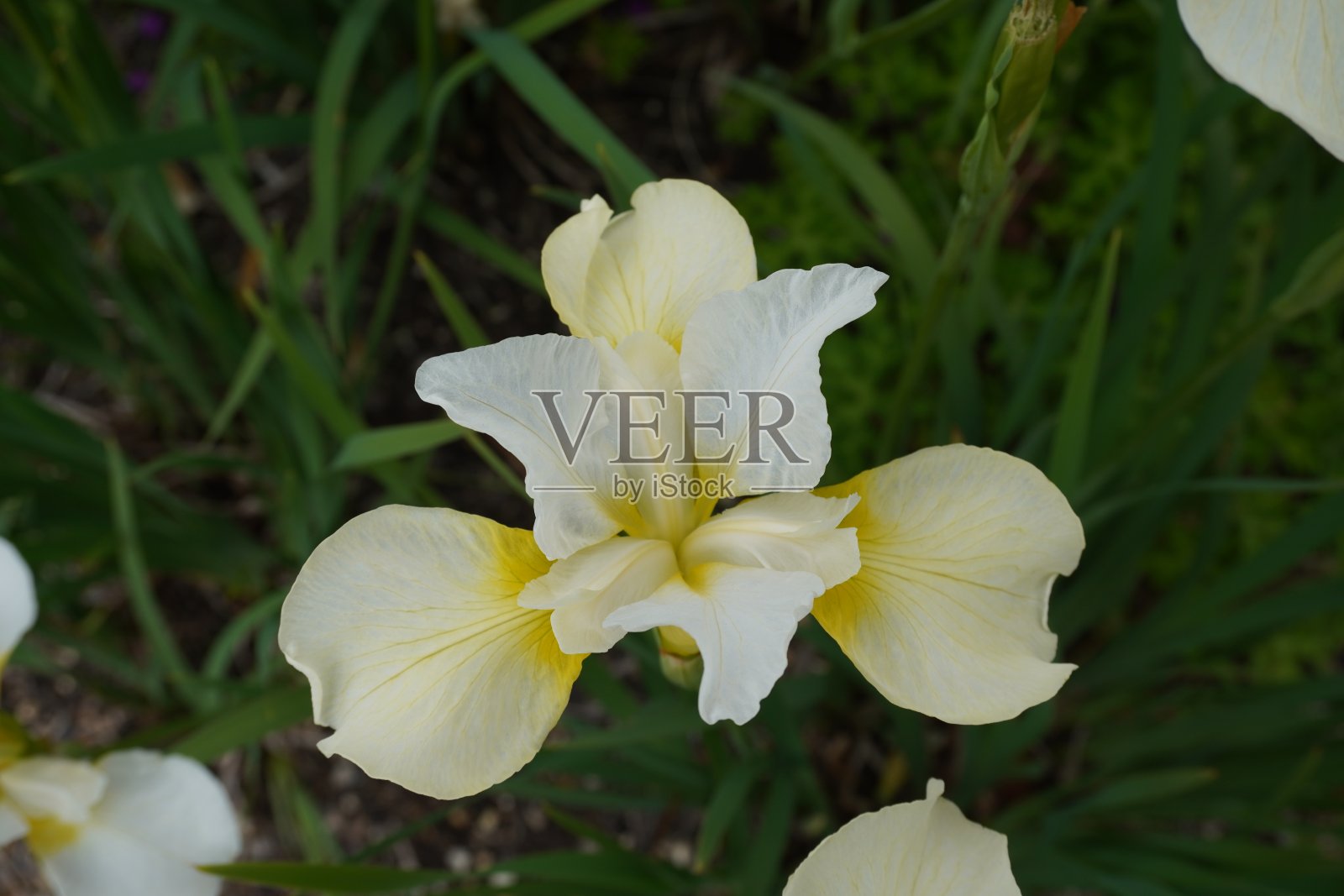 虹膜照片摄影图片