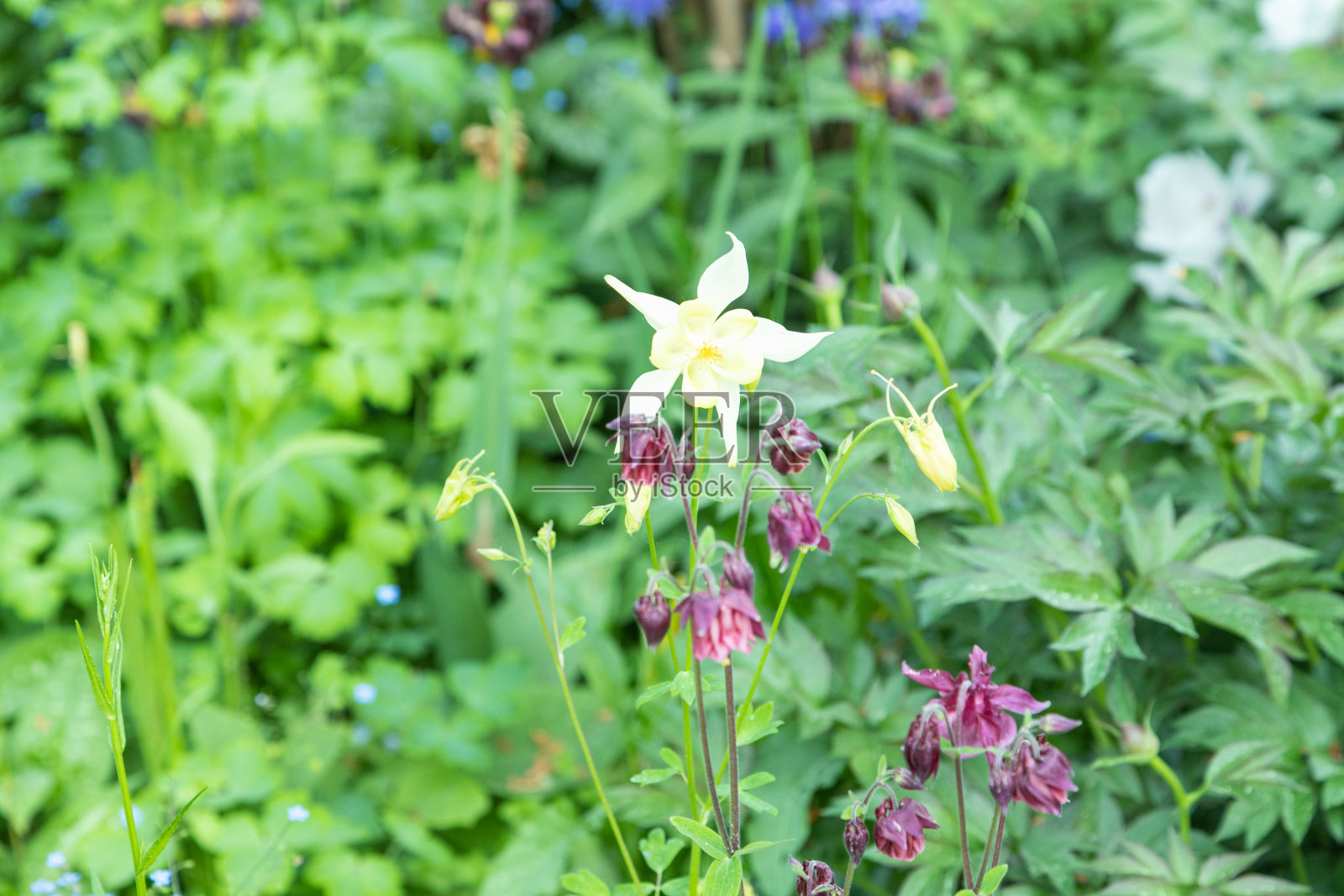 美丽的耧斗菜或耧斗菜的花，黄色和紫色。近距离照片摄影图片