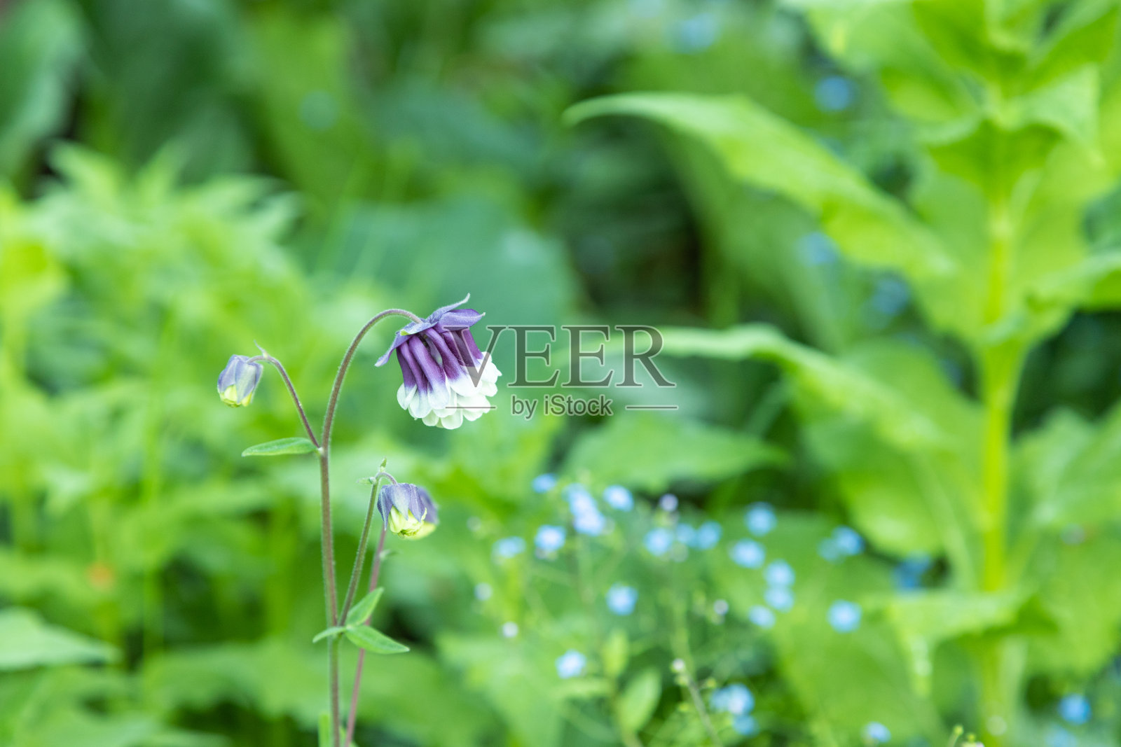 美丽的耧斗菜或耧斗菜紫色花。近距离照片摄影图片