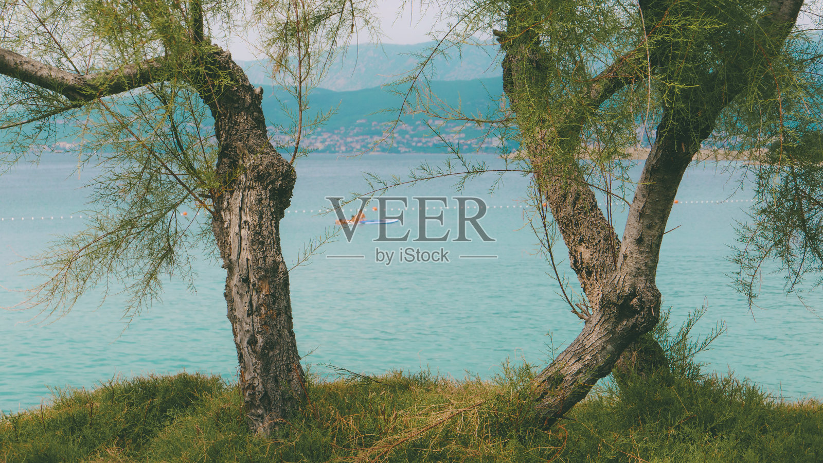 克罗地亚Kvarner湾Krk岛上的树木照片摄影图片