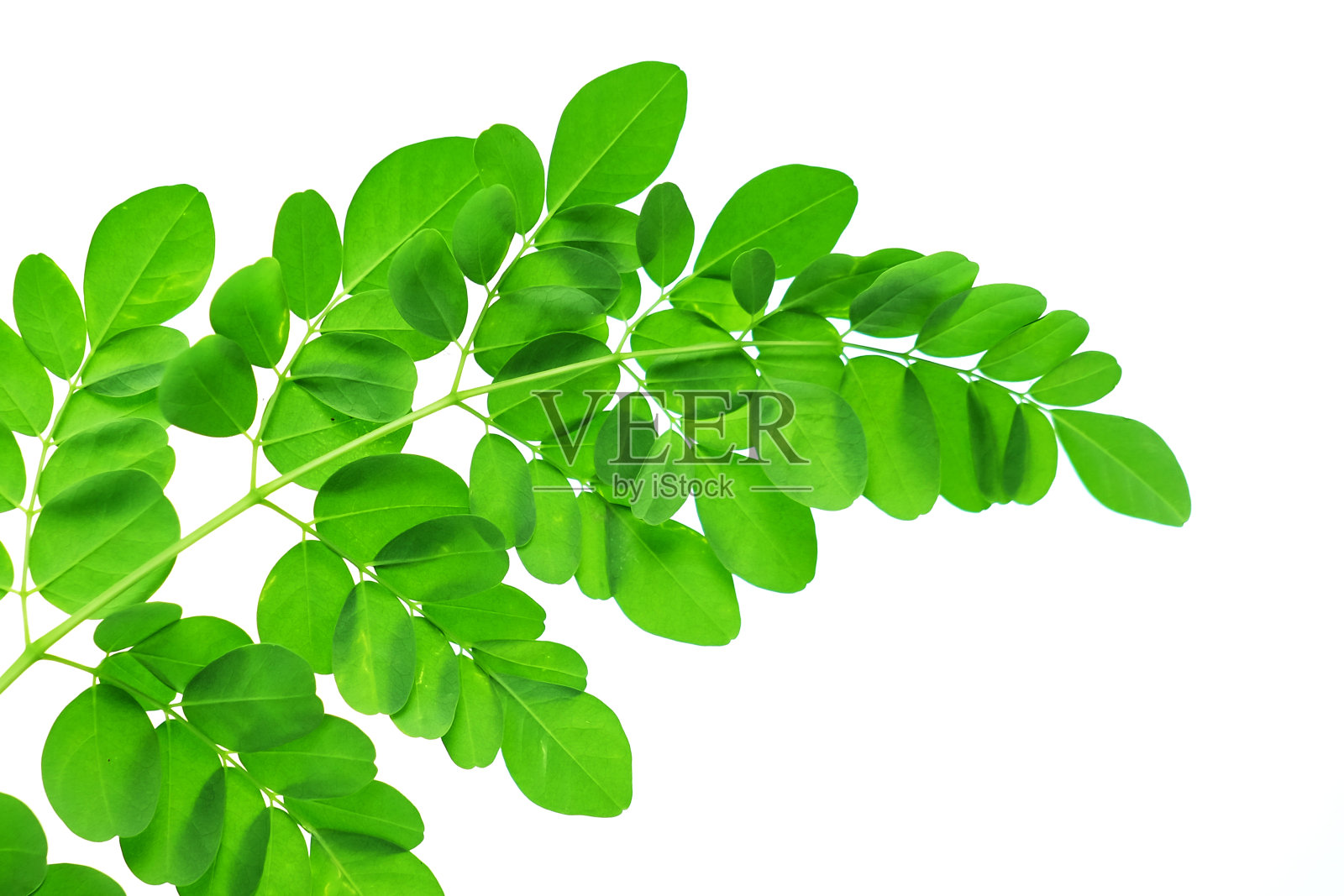 辣木叶孤立在白色背景下，照片摄影图片