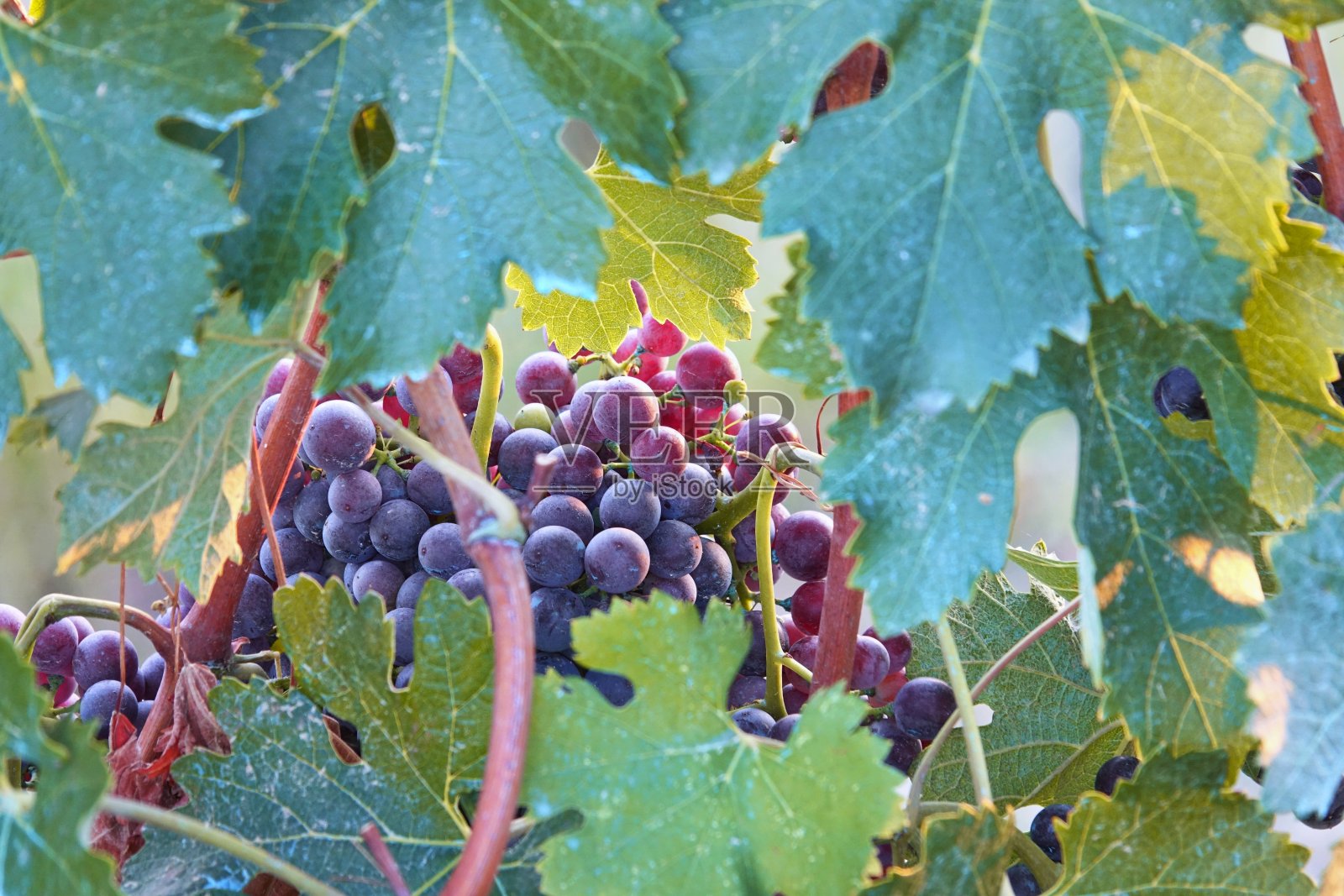 日落时成熟的红葡萄照片摄影图片