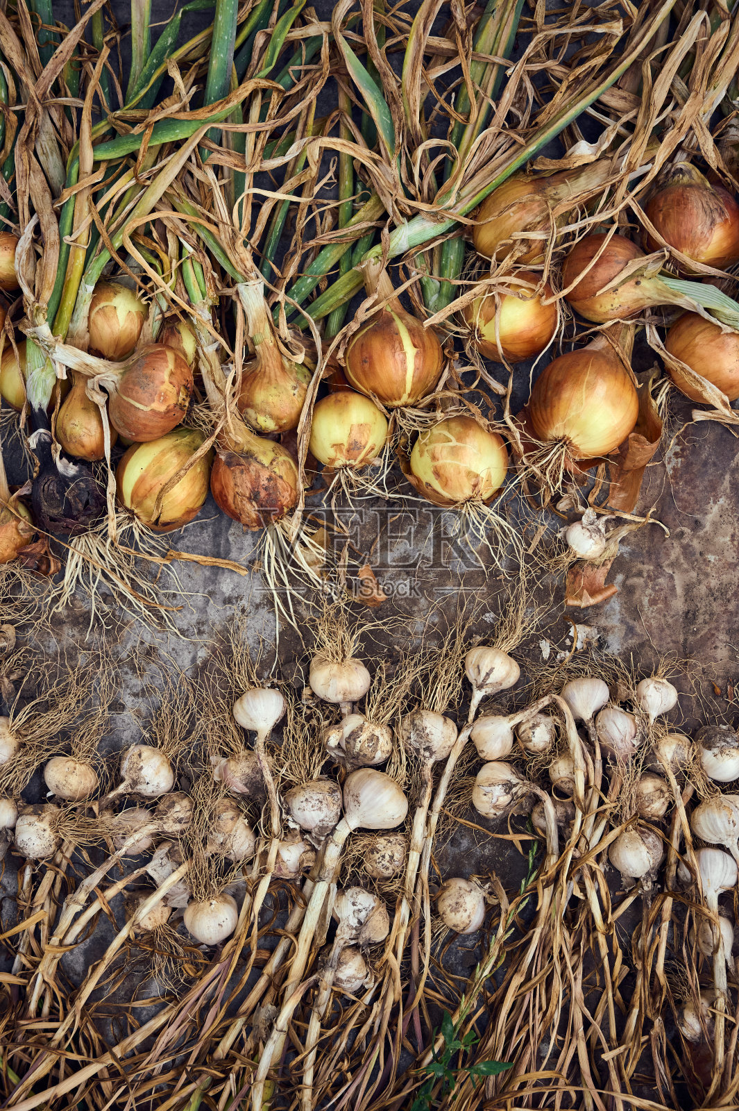 收获新鲜金黄的洋葱和大蒜。照片摄影图片