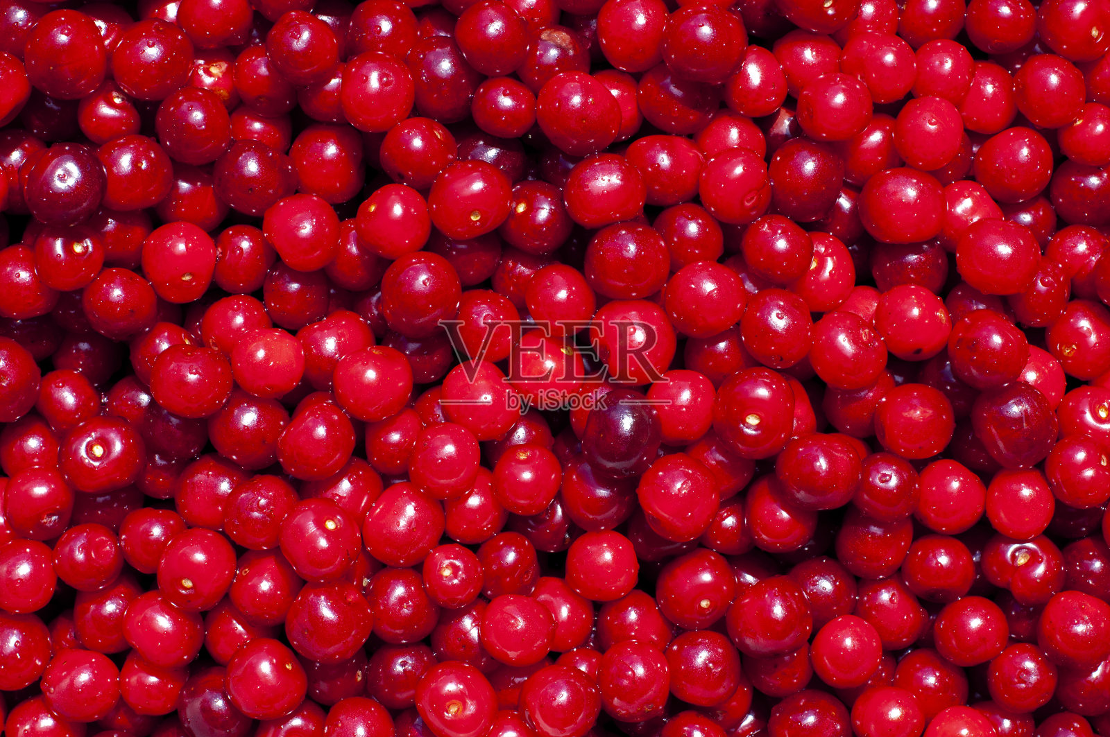 背景成熟的樱桃浆果，家庭花园收获照片摄影图片