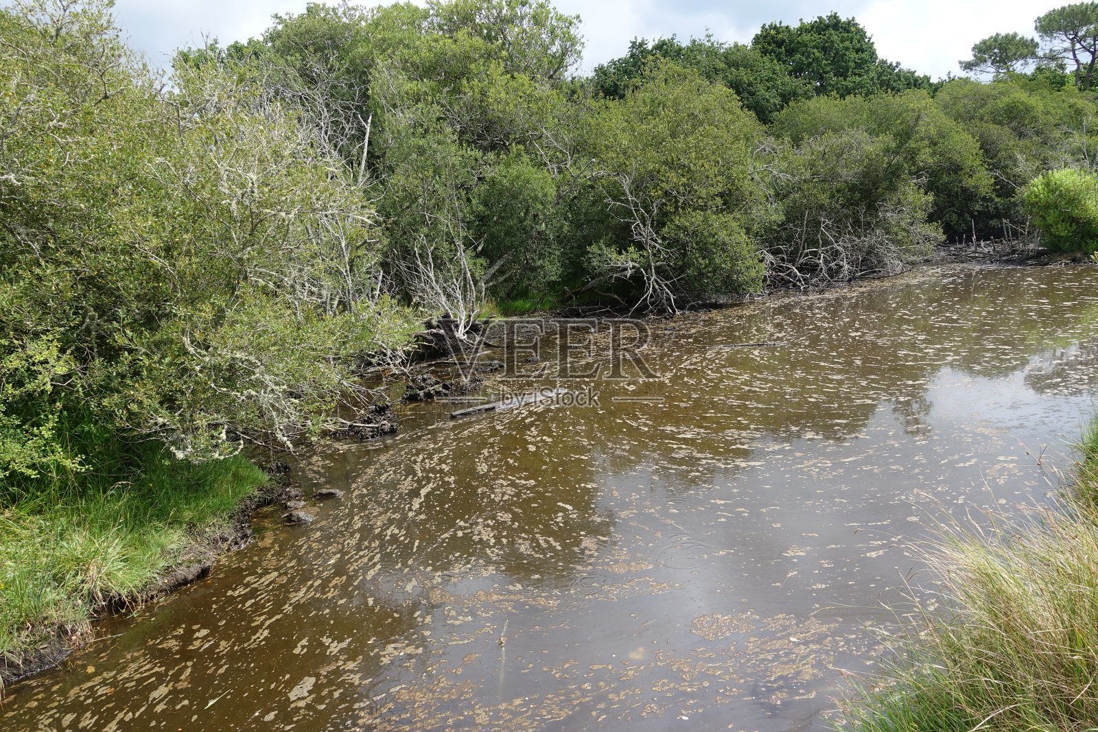 海岸沼泽沼泽树木覆盖的湿地布列塔尼Finistère法国照片摄影图片