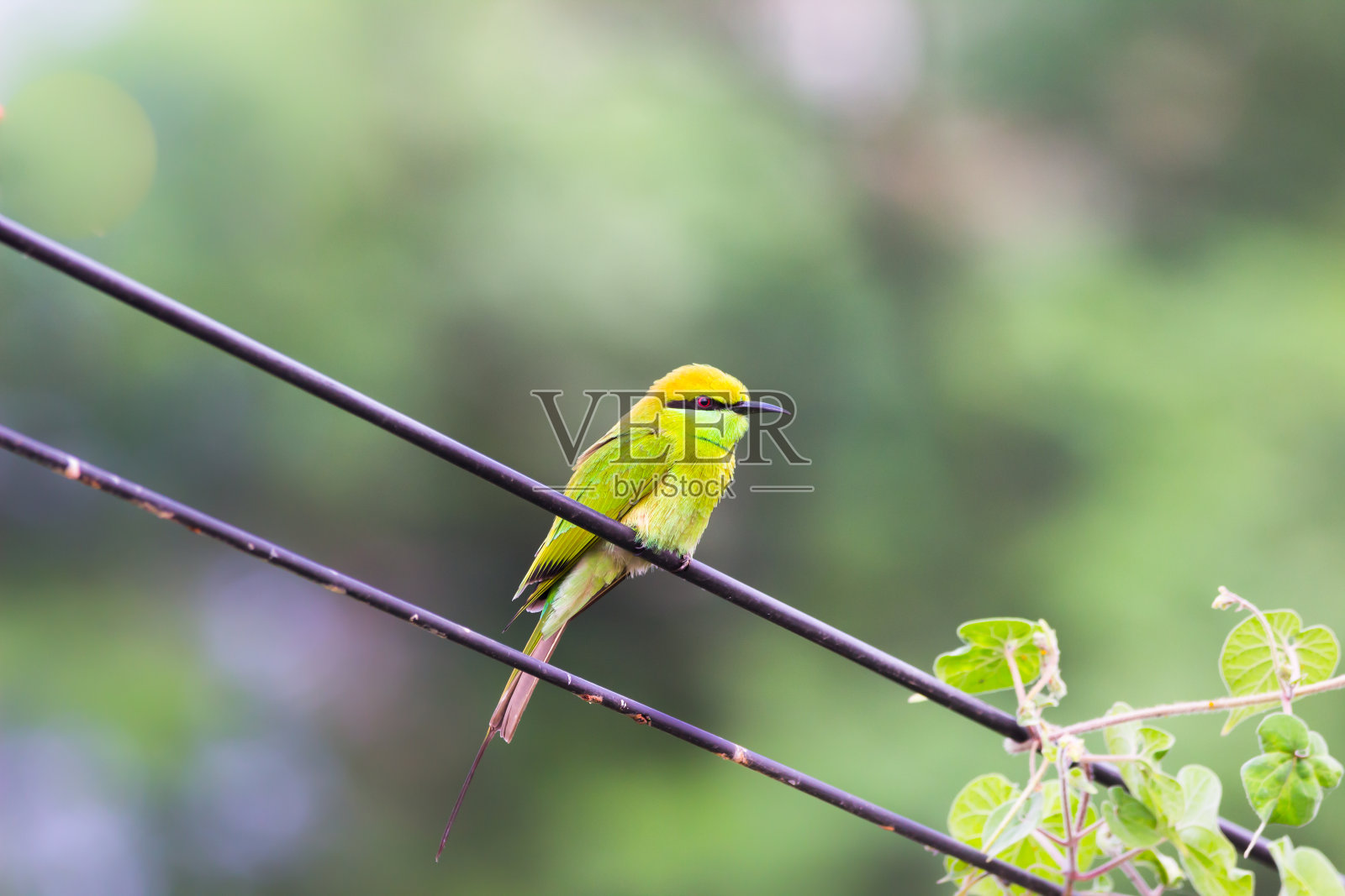 电缆上的绿食蜂器照片摄影图片