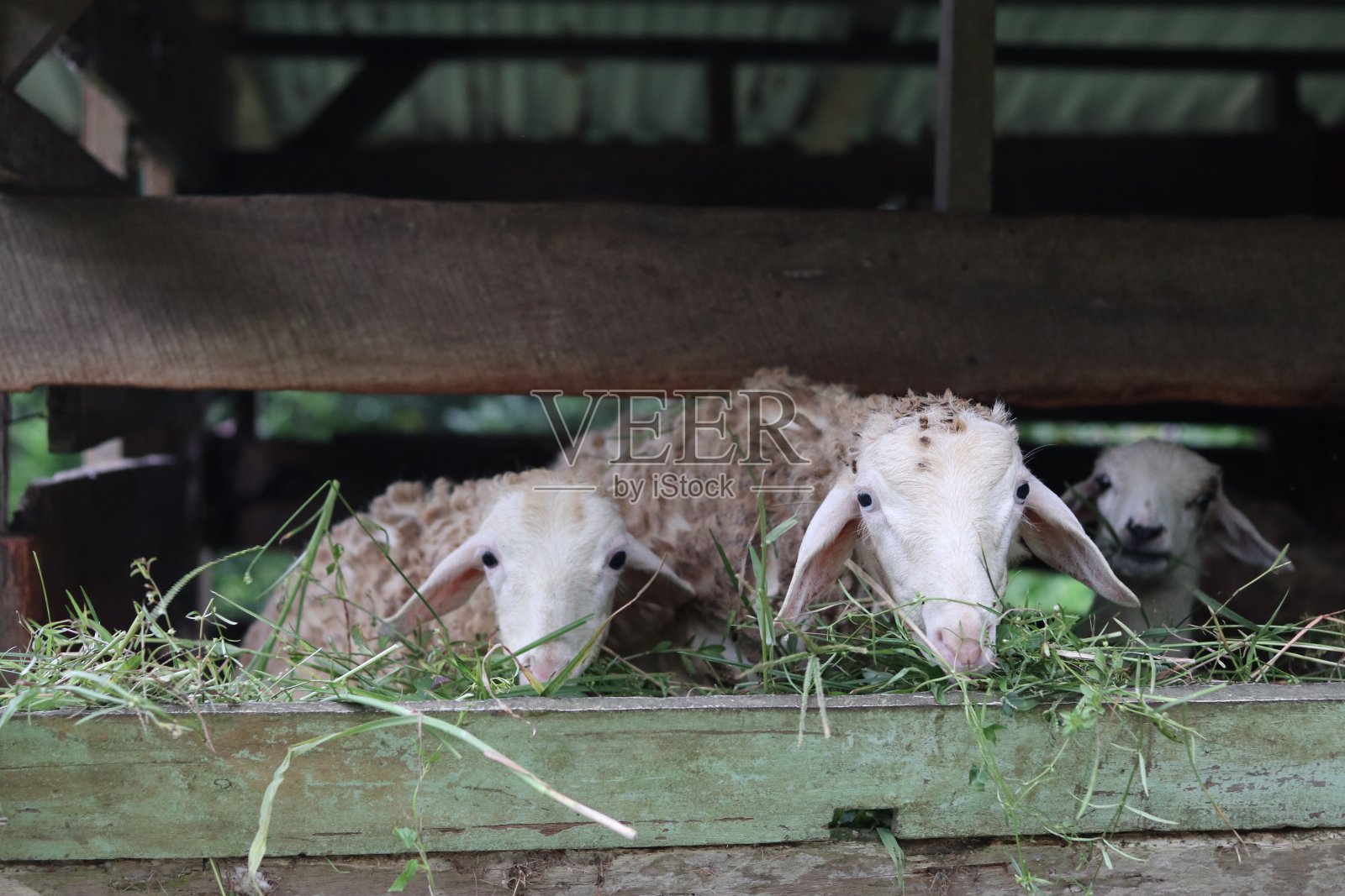 一些山羊在谷仓里吃草照片摄影图片