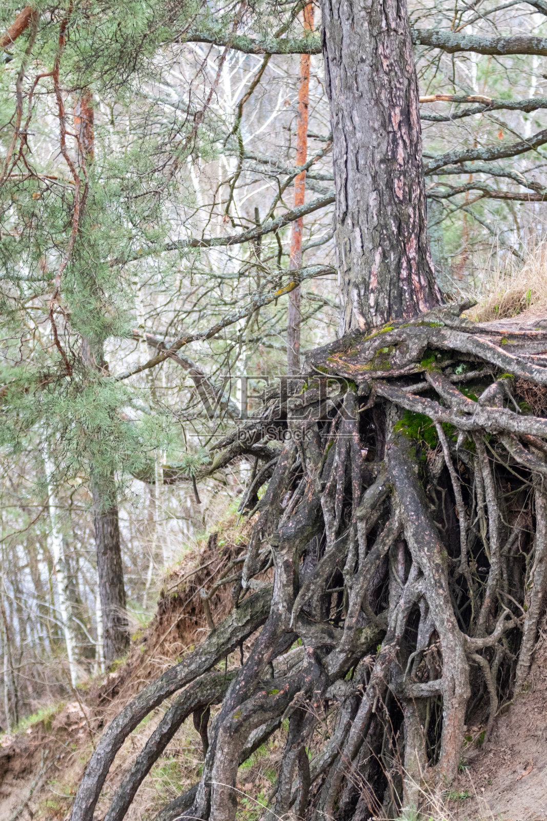 松树生长在山边，有着华丽的根照片摄影图片
