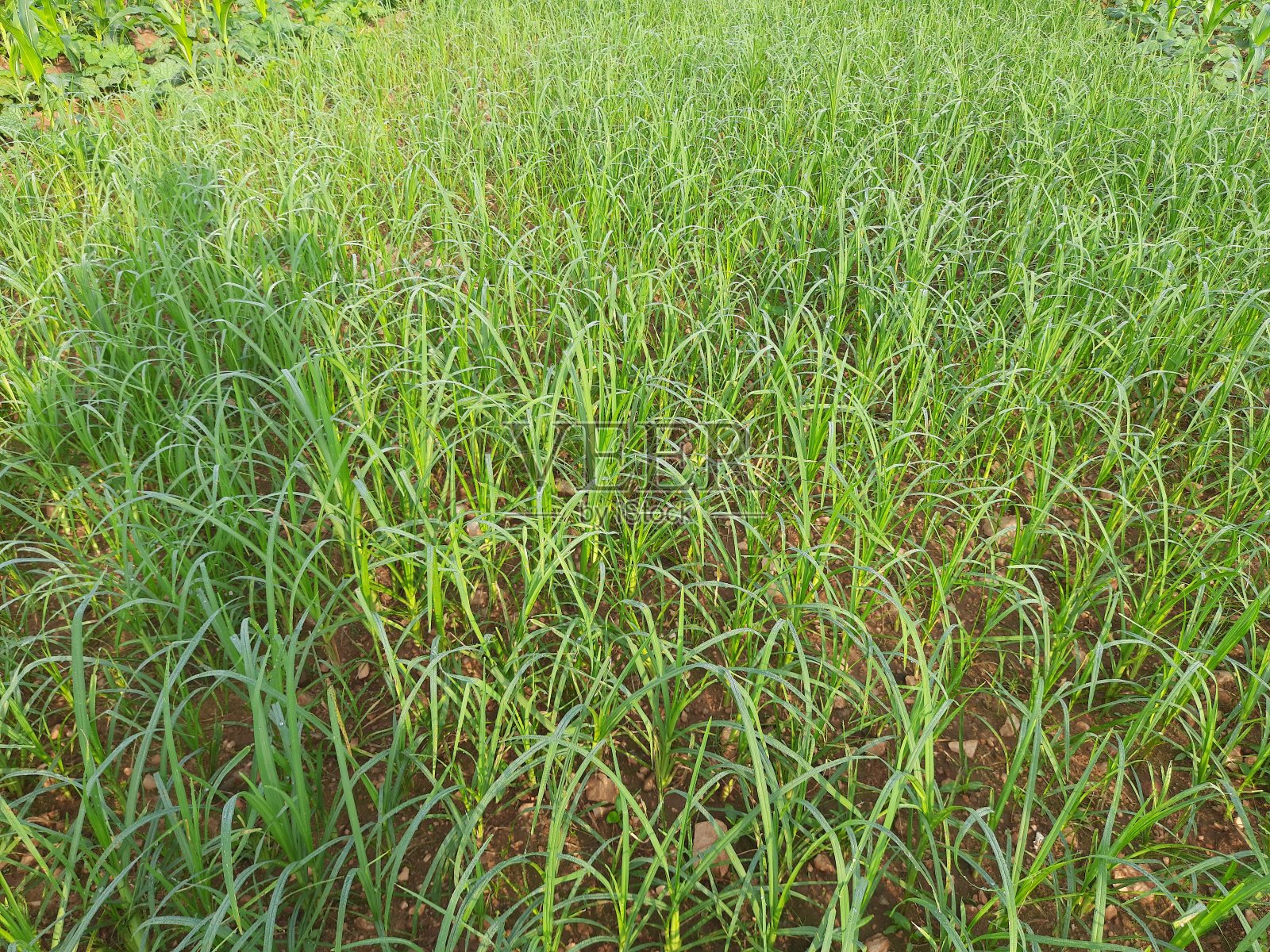 coracana或指粟植物。照片摄影图片