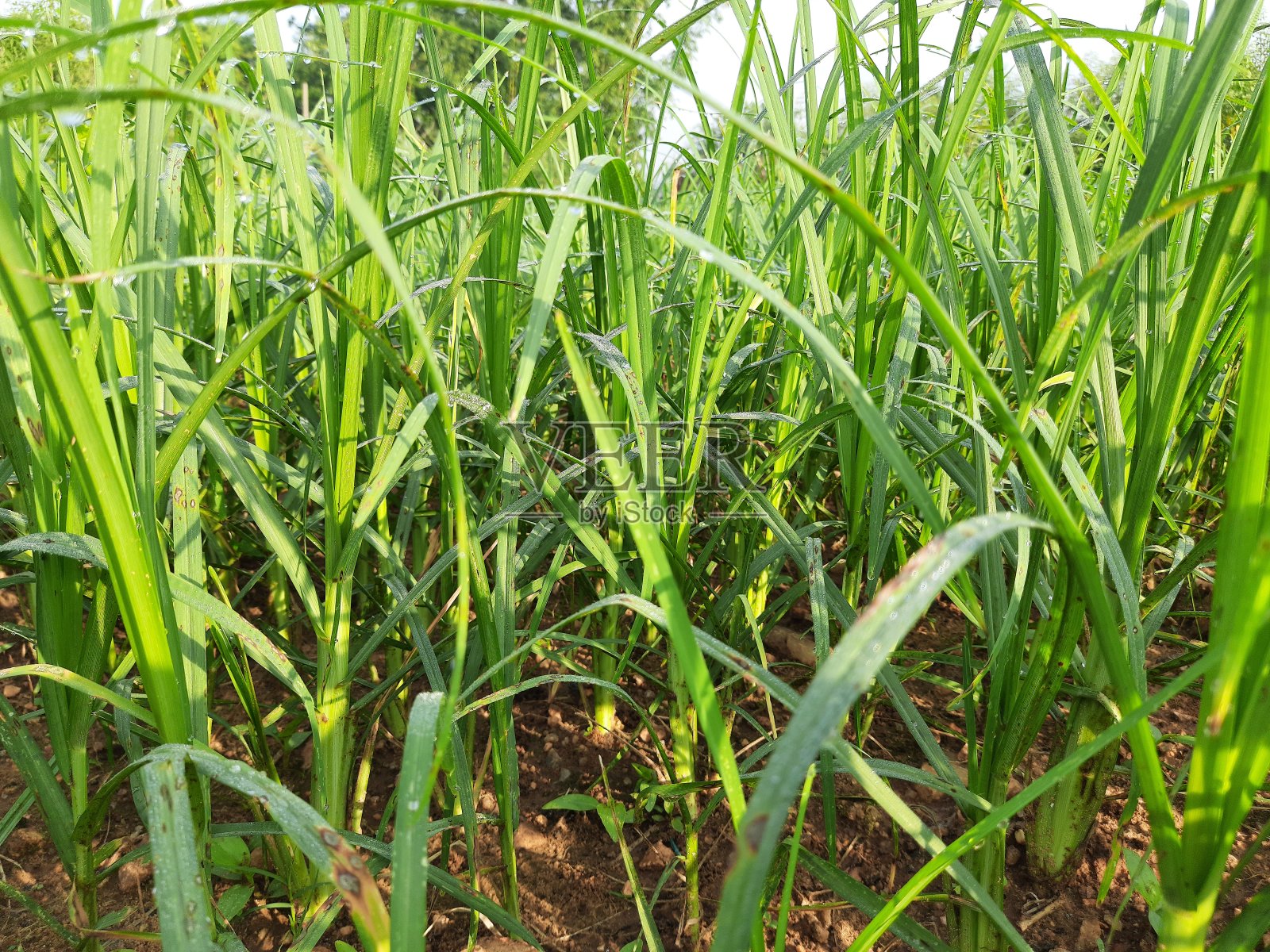 coracana或指粟植物。照片摄影图片