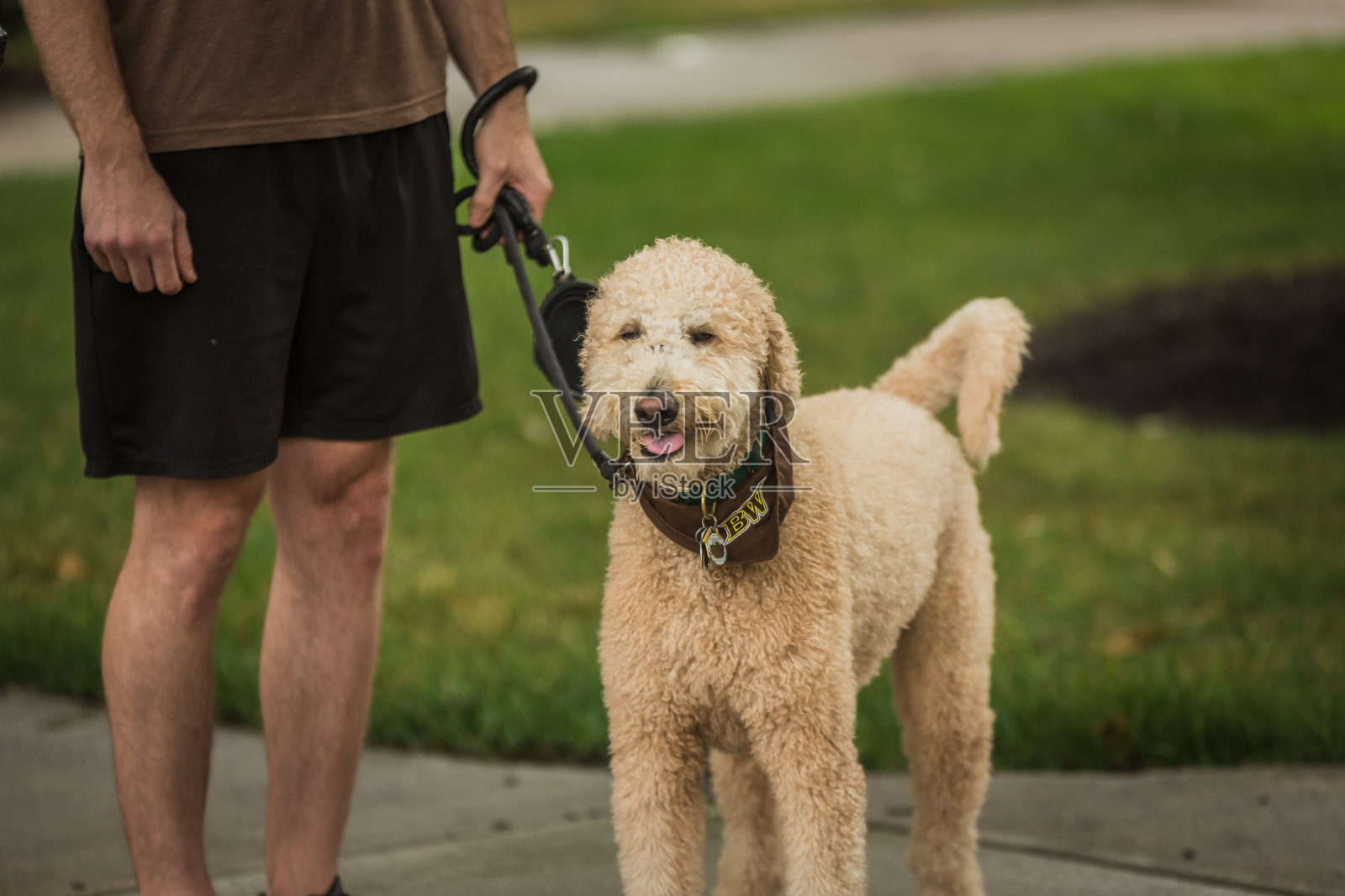 拴着狗绳的狗在外面玩耍照片摄影图片