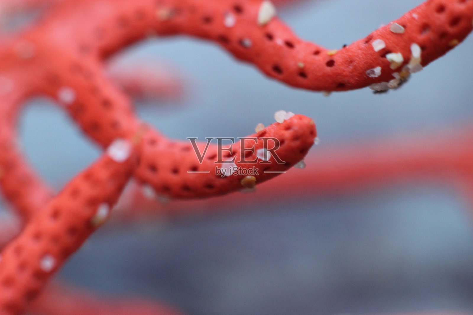 橙色的珊瑚海照片摄影图片