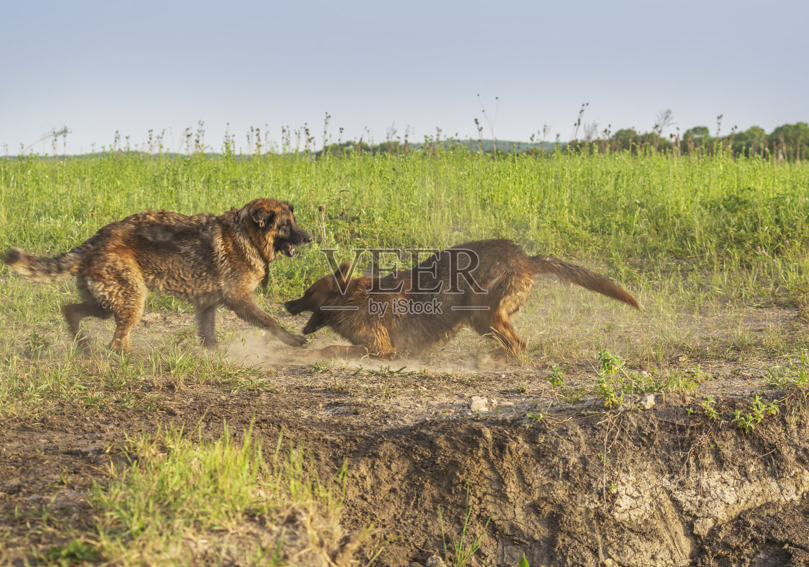 夏天两只牧羊犬在大自然中玩耍照片摄影图片