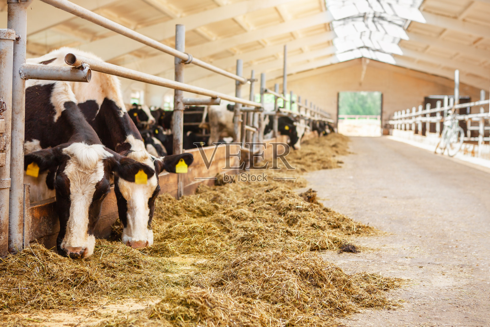 奶牛排成一排，在一个奶牛场的牲口棚里，吃着干草，大致的计划。牛奶产量。照片摄影图片