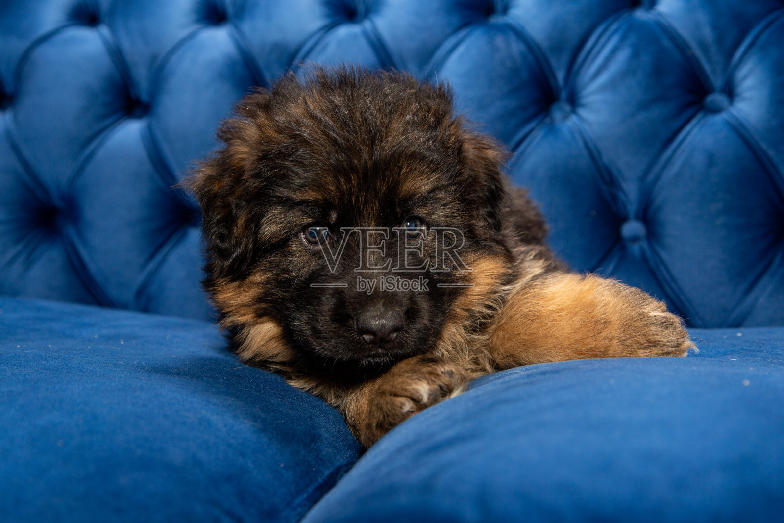 德国牧羊犬幼犬照片摄影图片