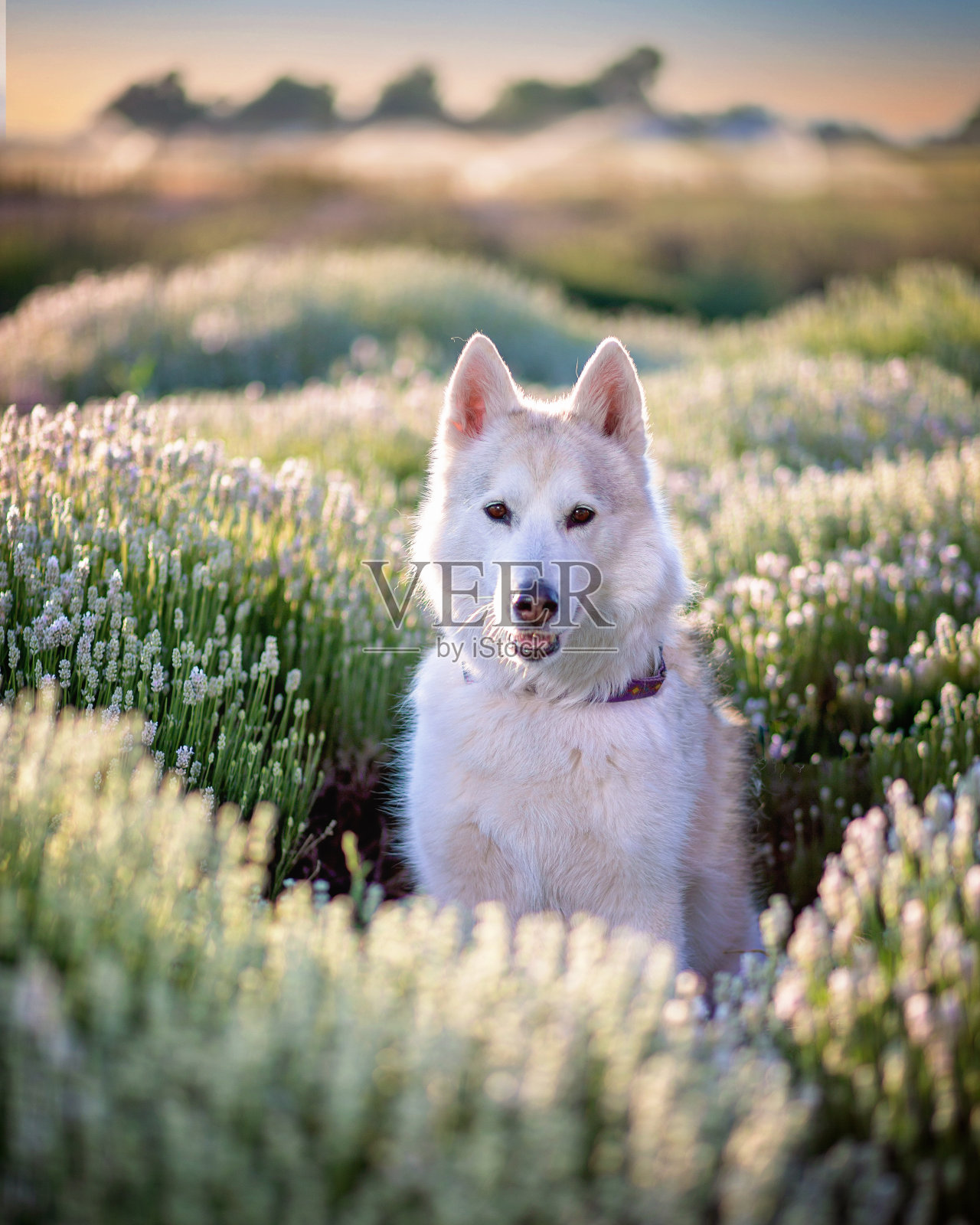 哈士奇在花照片摄影图片