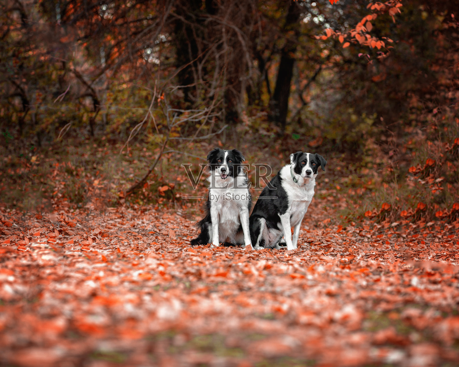 狗在户外照片摄影图片